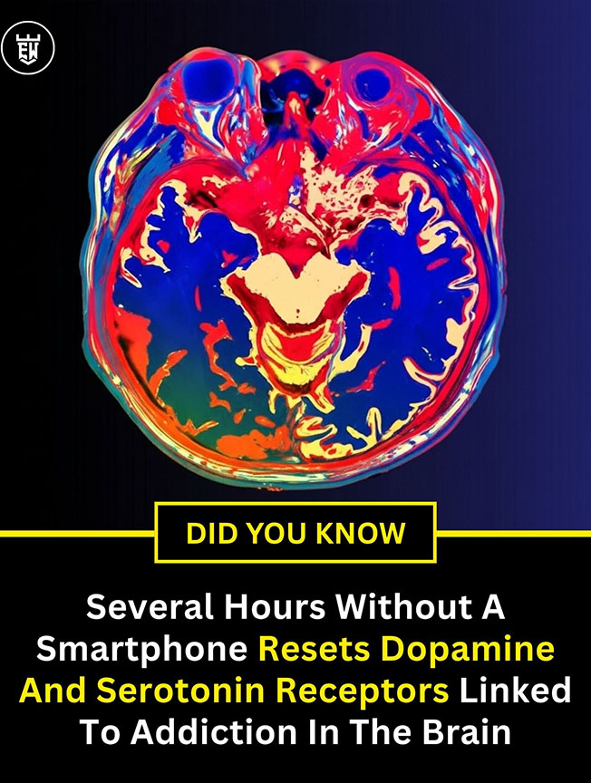 Sự thay đổi kỳ diệu của não bộ sau 72 giờ không điện thoại