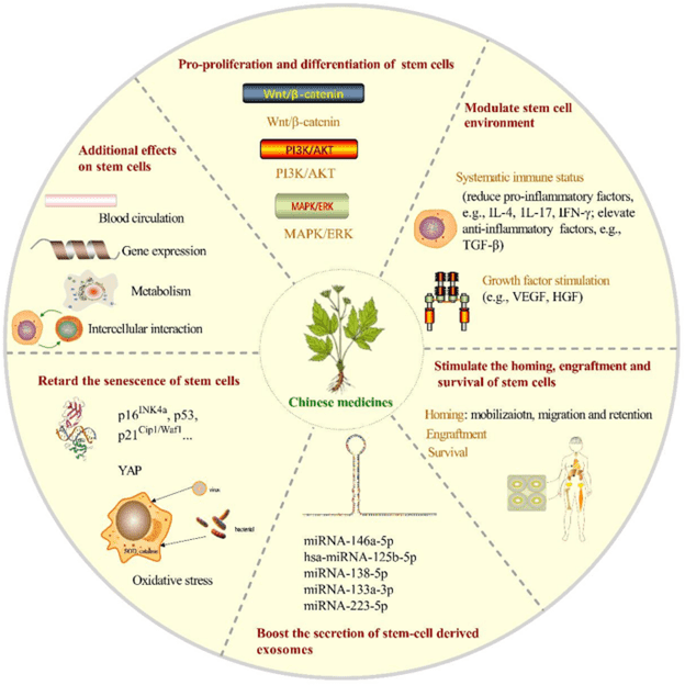 Y học cổ truyền Trung Hoa thúc đẩy y học tái tạo trong liệu pháp dựa trên tế bào gốc